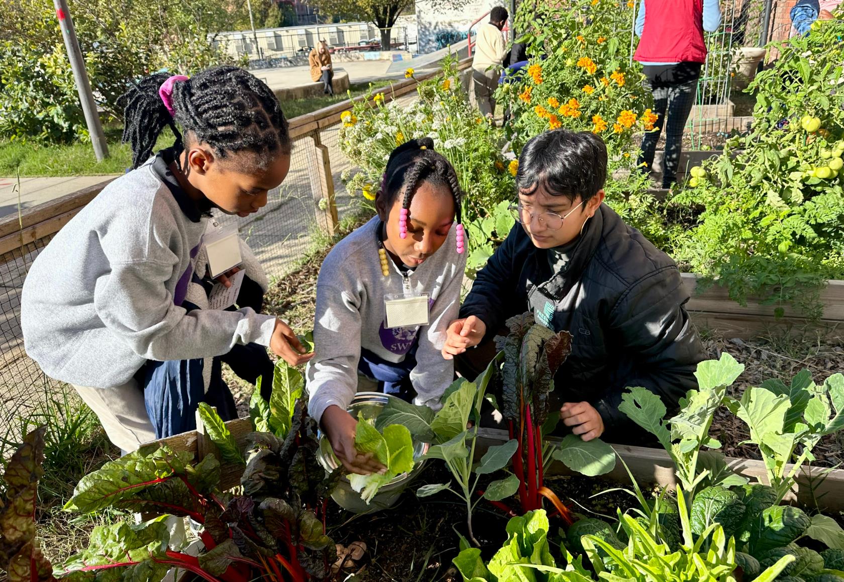 Children tending vegetables together in a community garden