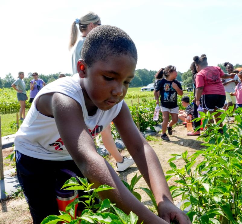 A young boy picking vegetables in a sunny community garden